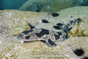 Redspotted Catshark, Schroederichthys chilensis, Las Tacas, Chile, Eastern Pacific Ocean.