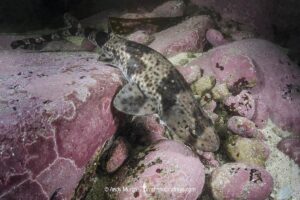 Redspotted Catshark, Schroederichthys chilensis, Las Tacas, Chile, Eastern Pacific Ocean.