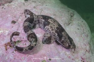 Redspotted Catshark, Schroederichthys chilensis, Las Tacas, Chile, Eastern Pacific Ocean.