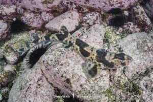 Redspotted CatsharkRedspotted Catshark, Schroederichthys chilensis, Las Tacas, Chile, Eastern Pacific Ocean.