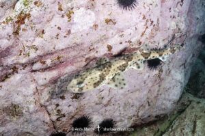 Redspotted Catshark, Schroederichthys chilensis, Las Tacas, Chile, Eastern Pacific Ocean.