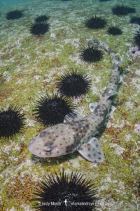 Redspotted Catshark, Schroederichthys chilensis, Las Tacas, Chile, Eastern Pacific Ocean.