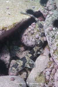 Redspotted Catshark, Schroederichthys chilensis, Las Tacas, Chile, Eastern Pacific Ocean.