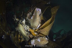 Redspotted Catshark egg cases, Schroederichthys chilensis, mermaids purse, Las Tacas, Chile, Eastern Pacific Ocean.