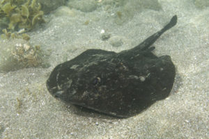 Round stingray or Hallers stingray, urobatis halleri. Sea of Cortez, Mulege, Baja, Mexico.