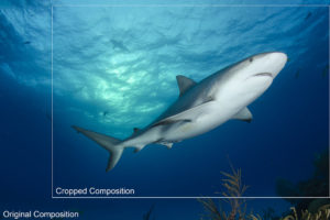 Shark Photography Composition