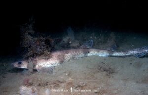 Smallspotted Catshark