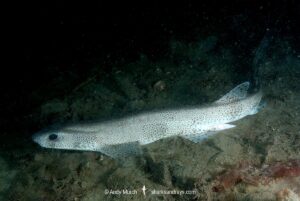 Smallspotted Catshark
