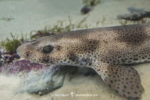 Smallspotted Catshark