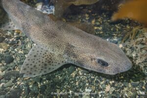 Smallspotted Catshark