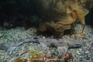 Smallspotted Catshark