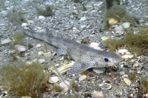 Smallspotted Catshark, Scyliorhinus canicula. Aka lesser-spotted catshark, or lesser/small spotted dogfish. Helford River, Cornwall, United Kingdom, North Atlantic Ocean.