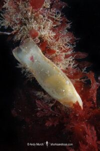 Smallspotted Catshark Egg Case