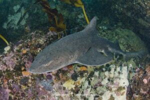 Spotted Gully Shark, Triakis megalopterus, Millers Point, Simon's Town, Cape Province, South Africa.