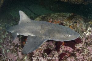 Spotted Gully Shark, Triakis megalopterus, Millers Point, Simon's Town, Cape Province, South Africa.