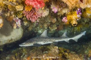 Spotted Gully Shark, Triakis megalopterus, Millers Point, Simon's Town, Cape Province, South Africa.