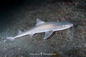 Starspotted Smoothhound Shark, Mustelus manazo. A shark in the family triakidae. Found in the Northwest Pacific from Siberia, China, Korea, Japan and Vietnam.