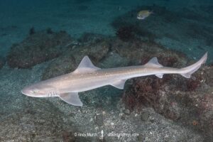Starspotted Smoothhound Shark, Mustelus manazo. A shark in the family triakidae. Found in the Northwest Pacific from Siberia, China, Korea, Japan and Vietnam.