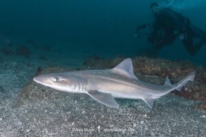 Starspotted Smoothhound Shark, Mustelus manazo. A shark in the family triakidae. Found in the Northwest Pacific from Siberia, China, Korea, Japan and Vietnam.