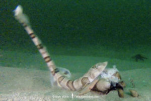 Tiger Catshark