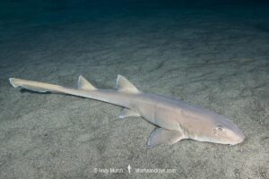 Arabian Bamboo Shark, Chiloscyllium arabicum, Abu Dhabi, UAE, Arabian Sea.