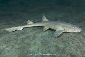 Arabian Bamboo Shark, Chiloscyllium arabicum, Abu Dhabi, UAE, Arabian Sea.