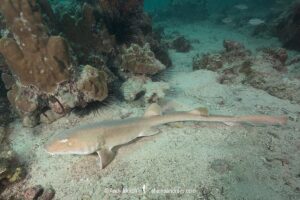 Arabian Bamboo Shark, Chiloscyllium arabicum, Abu Dhabi, UAE, Arabian Sea.