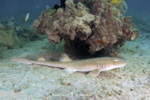 Arabian Bamboo Shark, Chiloscyllium arabicum, Abu Dhabi, UAE, Arabian Sea.