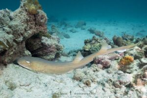 Arabian Bamboo Shark, Chiloscyllium arabicum, Abu Dhabi, UAE, Arabian Sea.