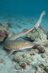 Arabian Bamboo Shark, Chiloscyllium arabicum, Abu Dhabi, UAE, Arabian Sea.