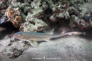 Arabian Bamboo Shark, Chiloscyllium arabicum, Abu Dhabi, UAE, Arabian Sea.
