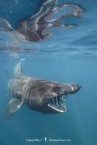 Basking Shark, Cetorhinus maximus. The world’s second largest shark/fish. A plankton feeder. Porthkerris, Cornwall, United Kingdom.