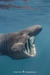 Basking Shark, Cetorhinus maximus. The world’s second largest shark/fish. A plankton feeder. Porthkerris, Cornwall, United Kingdom.