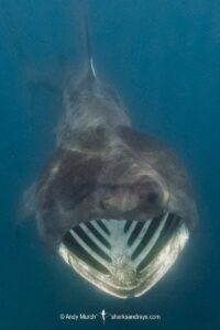 Basking Shark, Cetorhinus maximus. The world’s second largest shark/fish. A plankton feeder. Porthkerris, Cornwall, United Kingdom.
