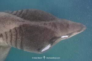 Basking Shark, Cetorhinus maximus. The world’s second largest shark/fish. A plankton feeder. Porthkerris, Cornwall, United Kingdom.