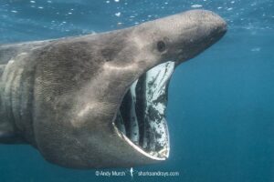 Basking Shark, Cetorhinus maximus. The world’s second largest shark/fish. A plankton feeder. Porthkerris, Cornwall, United Kingdom.