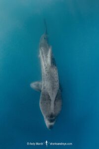Basking Shark, Cetorhinus maximus. The world’s second largest shark/fish. A plankton feeder. St Kilda, Scotland, northeast Atlantic Ocean.