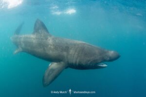 Basking Shark, Cetorhinus maximus. The world’s second largest shark/fish. A plankton feeder. St Kilda, Scotland, northeast Atlantic Ocean.