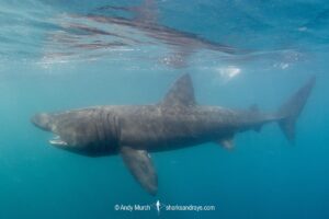 Basking Shark, Cetorhinus maximus. The world’s second largest shark/fish. A plankton feeder. St Kilda, Scotland, northeast Atlantic Ocean.