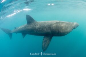 Basking Shark, Cetorhinus maximus. The world’s second largest shark/fish. A plankton feeder. St Kilda, Scotland, northeast Atlantic Ocean.