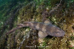 Blind Shark, Brachaelurus waddi. a juvenile. Green Island, South West Rocks, New South Wales, Australia.