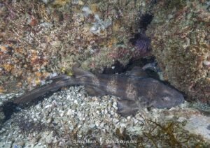 Blind Shark, Brachaelurus waddi. a juvenile. Green Island, South West Rocks, New South Wales, Australia.