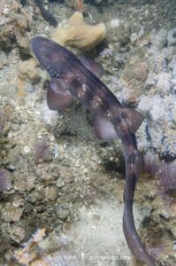 Blind Shark, Brachaelurus waddi. a juvenile. Green Island, South West Rocks, New South Wales, Australia.