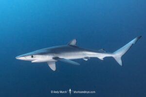 Blue Shark, Prionace glauca. Cape Point, South Africa, Southeast Atlantic Ocean.