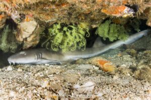 Brownbanded Bamboo Shark, Chiloscyllium punctatum, Visayan Sea, Malapascua Island, Philippines.
