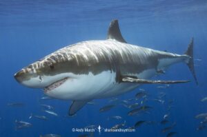 Great White Shark, Carcharodon carcharias. Aka white pointer, white shark, white death, blue pointer, landlord or mackeral shark. Guadalupe Island, Mexico, Eastern Pacific.