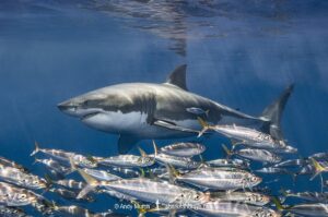 Great White Shark, Carcharodon carcharias. Aka white pointer, white shark, white death, blue pointer, landlord or mackeral shark. Guadalupe Island, Mexico, Eastern Pacific.