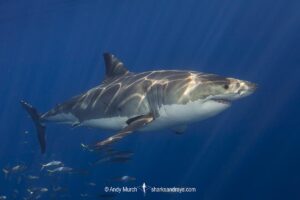 Great White Shark, Carcharodon carcharias. Aka white pointer, white shark, white death, blue pointer, landlord or mackeral shark. Guadalupe Island, Mexico, Eastern Pacific.