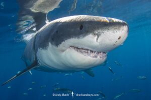 Great White Shark, Carcharodon carcharias. Aka white pointer, white shark, white death, blue pointer, landlord or mackeral shark. Guadalupe Island, Mexico, Eastern Pacific.