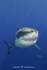 Great White Shark, Carcharodon carcharias. Aka white pointer, white shark, white death, blue pointer, landlord or mackeral shark. Guadalupe Island, Mexico, Eastern Pacific.